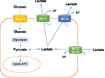 Figure  11 :  Le  rôle  des  transporteurs  MCT  dans le métabolisme central . 