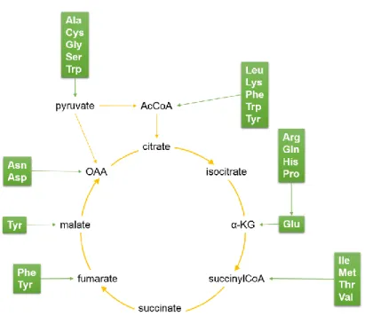 Figure  12:  Implication  des  acides  aminés  dans  le  métabolisme central. 