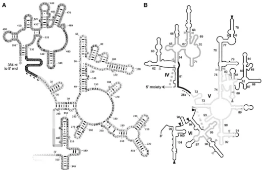 Figure  2. Putative secondary structure  of  the  mt-LSU  rRNA  (3′  moiety)  from  Diplonema