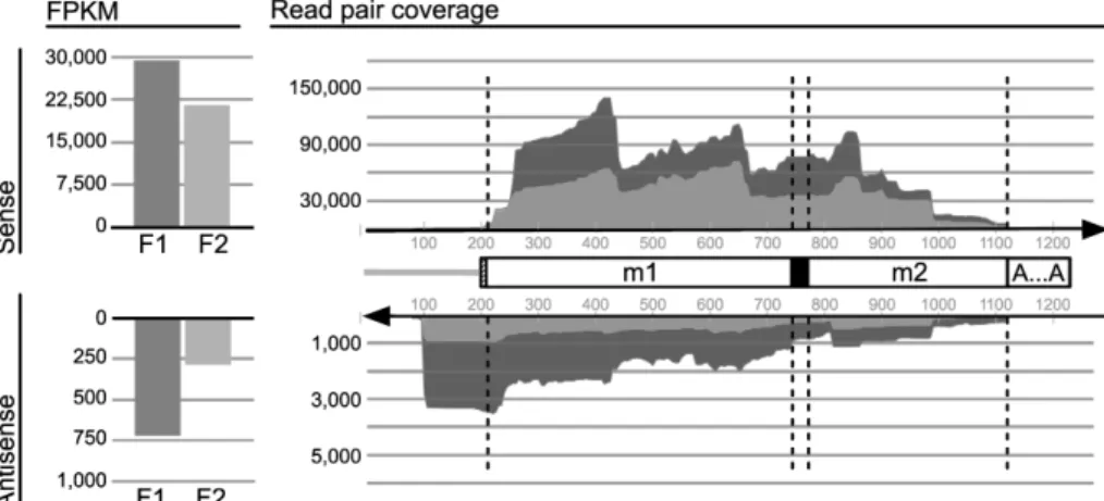 Figure  3.  Coverage  of  Diplonema  mt-LSU  rRNA  by  RNA-Seq  data. Mapping  of  inferred 