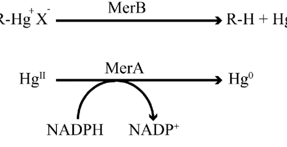 Figure 4: Reactions catalyzed by MerB and MerA. 