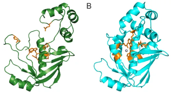 Figure 13: DTT-affected residues in MerB-Hg-DTT complex. 
