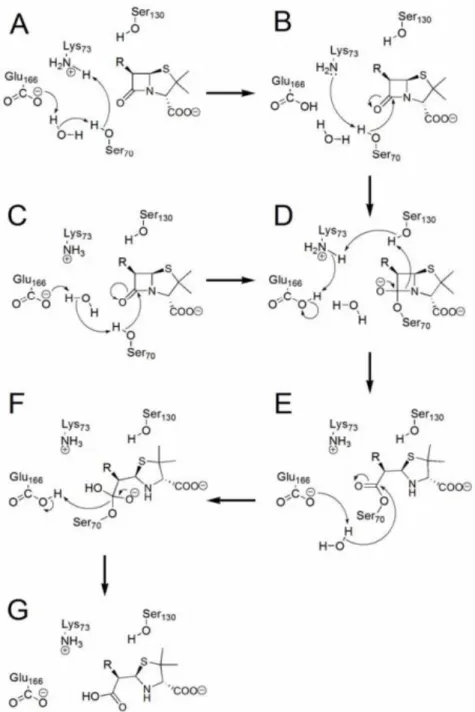 Figure 1.7. Représentation du mécanisme catalytique des β-lactamases TEM-1  et PSE-4 illustrant l’hydrolyse d’une pénicilline