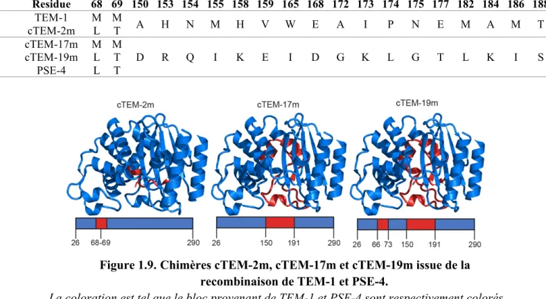 Tableau 1.I. Variation de la séquence dans les régions échangées chez les chimères  cTEM-2m, cTEM-17m et cTEM-19m