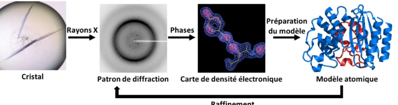 Figure 1.10. Processus du développement d’un modèle de structure atomique  d’une protéine par la méthodologie de cristallographie par diffraction de 