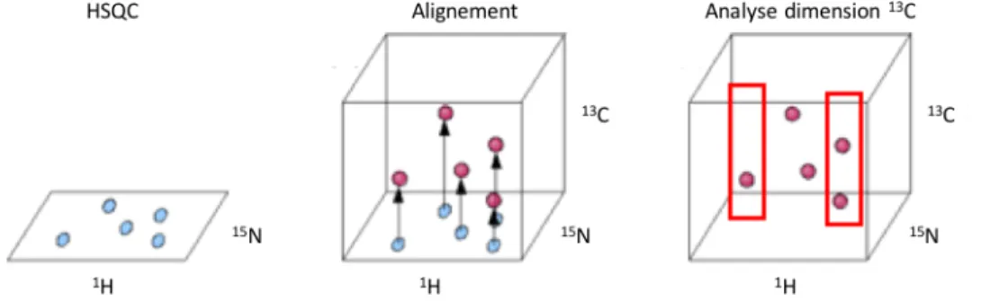 Figure 1.11. Corrélation du spectre RMN-HSQC bidimensionnel aux spectres  RMN tridimensionnels