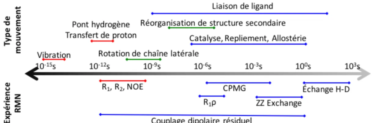 Figure 1.14. Échelle de temps des différents mouvements atomiques présents  dans les protéines et expériences RMN permettant leurs caractérisations