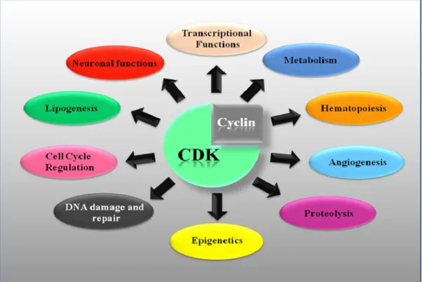 Figure 1.2: Functional Diversity of CDKs and the pathways that regulate.  