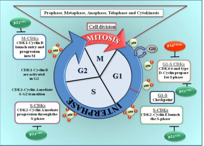Figure 1.3: CDKs regulation and phosphorylation levels of pRB during the cell cycle.  
