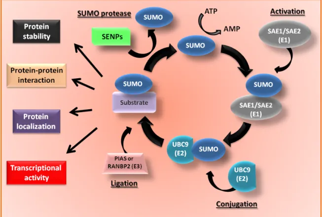 Figure 1.8: The SUMO pathway and regulating processes.   