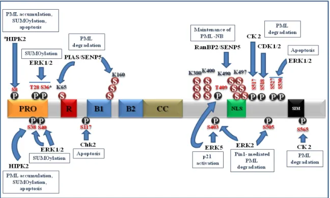 Figure 1.9: PML post-translational modifications. 