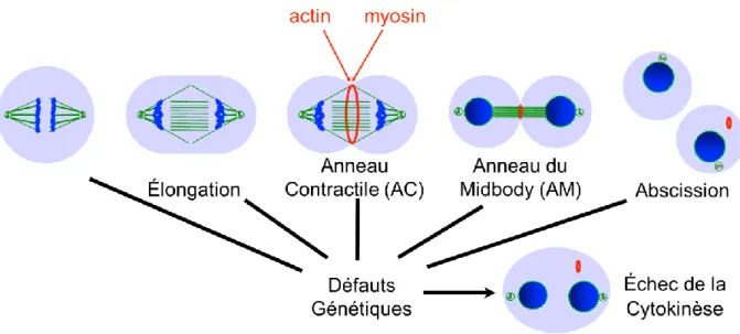 Figure 2.  De l’anaphase à l’abscission : un processus à plusieurs étapes. 