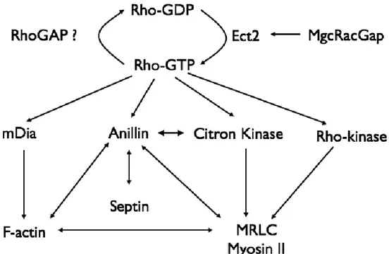 Figure 5.  RhoA est une protéine qui agit en amont de plusieurs éléments essentiels à la  cytokinèse 