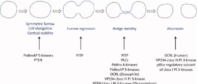 Figure 8.  Rôle  des  enzymes  de  modification  des  phosphatidylinositols  lors  de  la  cytokinèse