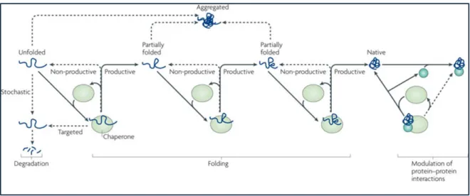 Figure 2 : Correction du repliement des protéines par les protéines  chaperonnes.  Lorsqu’une protéine n’est pas proprement repliée, les protéines chaperonne  interagissent avec cette dernière pour induire la formation d’interactions productives entre les 