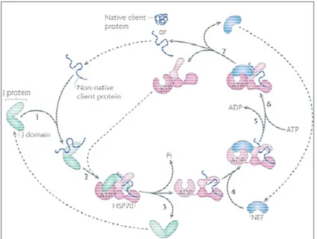 Figure 3 : Cycle de fonctionnement de HSP70.  (1) L’activité chaperonne de  HSP70 est initié par la fixation du cochaperon HSP40 (ou protéine J dans l’illustration) à la  protéine cible