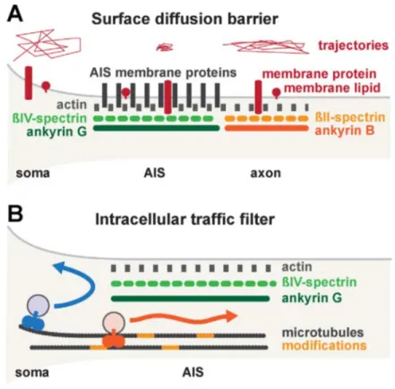 Figure 9 : Mécanismes d’action du SIA.  (A) Le SIA forme une barrière de  diffusion qui restreint le passage des protéines entre le compartiment axonal et  somatodendritique