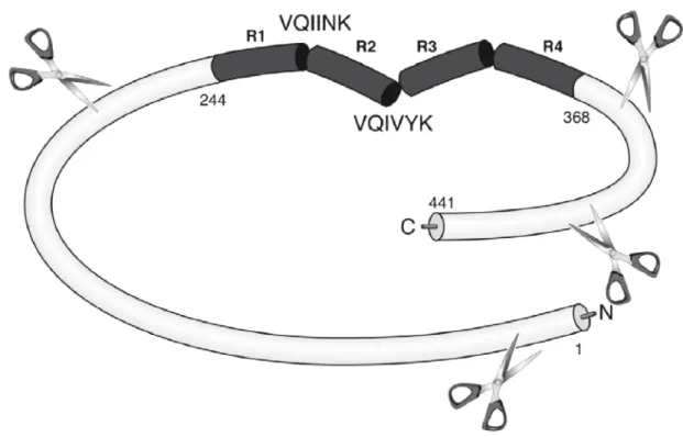 Figure 14. Changements de conformation de tau.  Le repliement des  extrémités C et N-terminales de tau sur la partie centrale de la protéine forme une structure en  « épingle à cheveux »