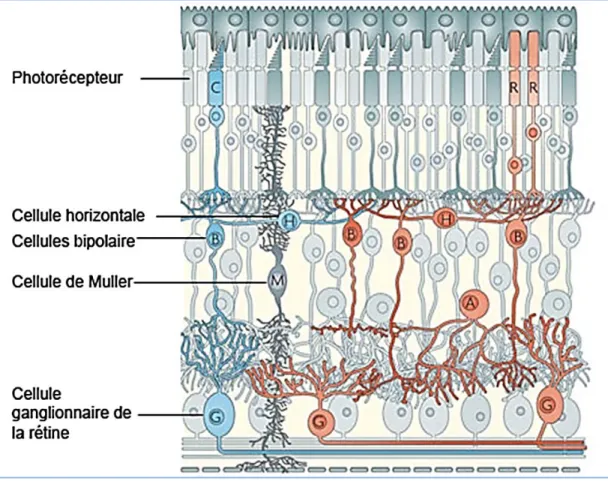 Figure 1. Structure de la rétine.  Les photorécepteurs, créateurs du signal visuel  nerveux, font synapses avec les neurones bipolaire, qui à leur tour relaient le signal aux CGR,  chargées de son acheminement vers le cerveau