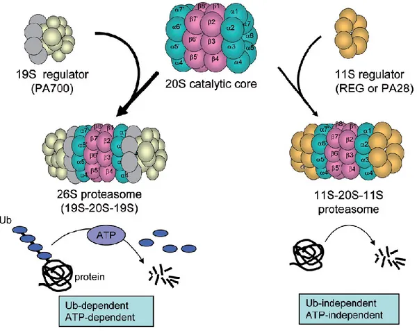 Figure 1.2 Les particules régulatrices du protéasome. 