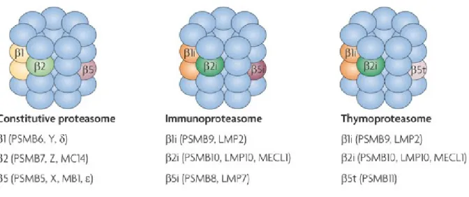 Figure 1.6 Les différents types de protéasome chez les vertébrés. 