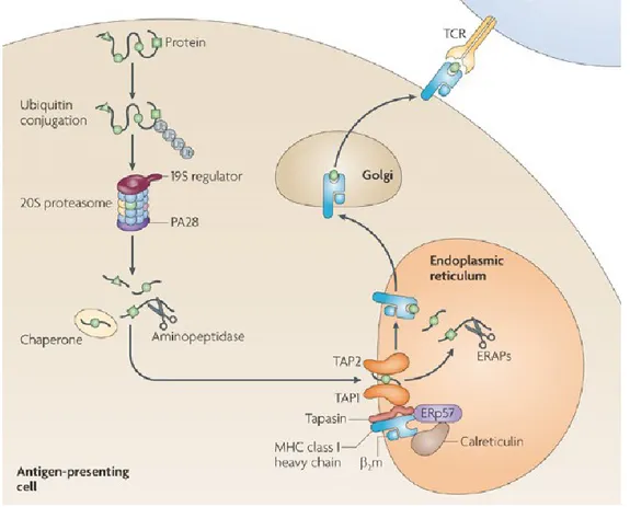 Figure 1.9 Voie de présentation du CMH de classe I. 