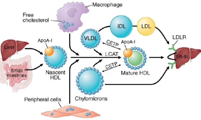 Figure 2. HDL formation and cholesterol influx into liver. Taken from (Wiener et al. 2012) 