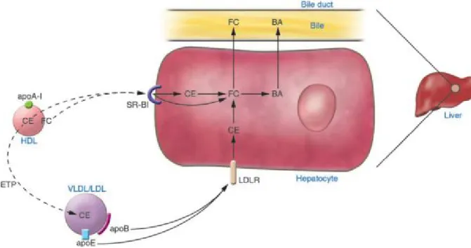 Figure 3. Cholesterol uptake by the liver. Taken from (Rader 2006) 