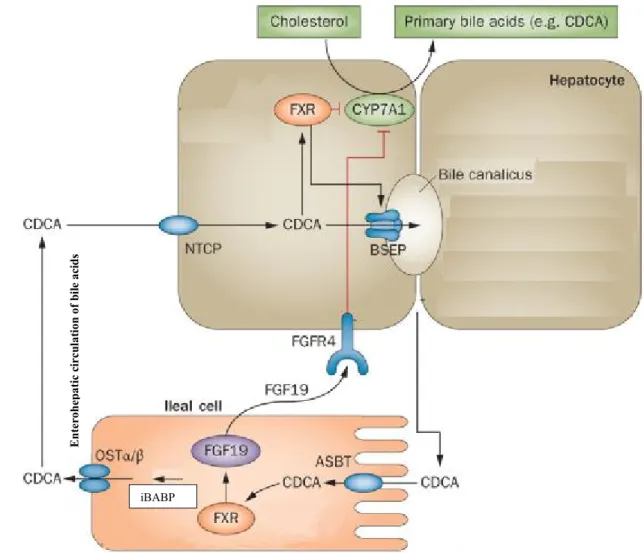 Figure 6.  Transporters involved in bile acid  reabsorption in the ileum. Adapted from  (Schaap et al