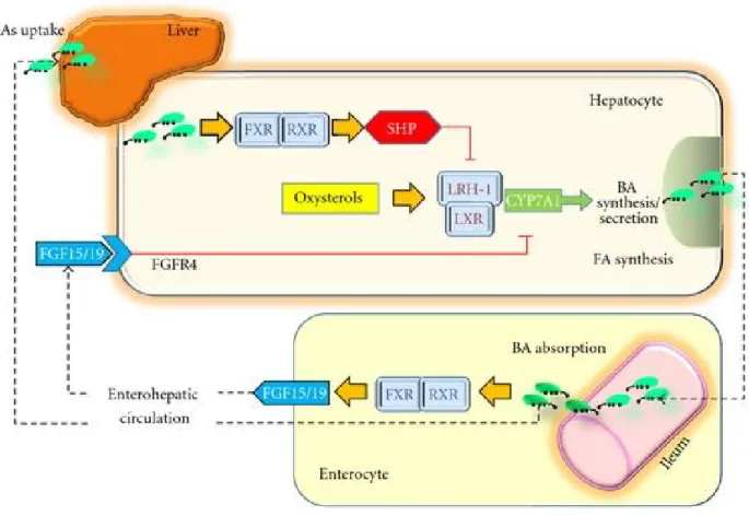 Figure  7.  The  molecular  mechanisms  of  FXR  pathway  in  bile  acid  synthesis  in  liver  and  intestine