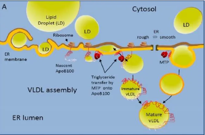 Figure 8. VLDL assembly in liver. Taken from (Bartosch et al. 2010) 