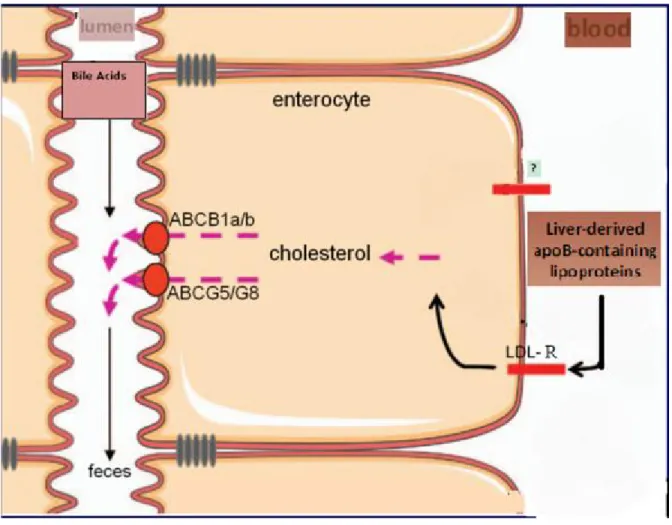 Figure 9. A model of non-biliary transintestinal cholesterol excretion (TICE). Adapted from  (Le May et al