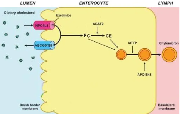 Figure 10. Dietary cholesterol absorption. Adapted from (Wang et al. 2013).  