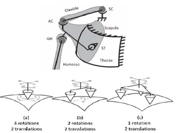 Figure 4: La chaîne cinématique du modèle de Maurel, (1999) (en haut), et les trois formes de contact  scapulo-thoracique avec ses degrés de liberté (en bas) qui sont nommés : « unipode » (a), 