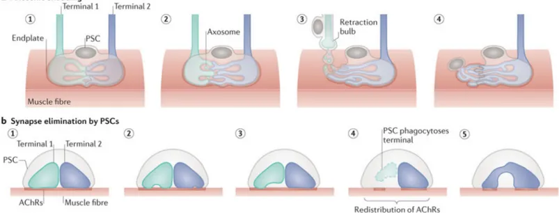 Figure 3. PSCs eliminate supernumerary connections. 