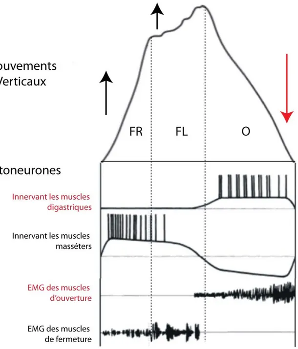 Figure 1-3: Résumé schématique de l’activité des motoneurones et des muscles masséters et 