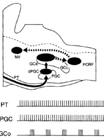 Figure 1-5: Schéma de l’ancien modèle du GPC de la mastication