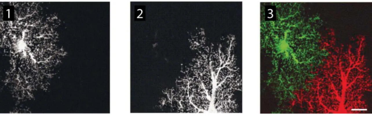 Figure 1-10: Morphologie et aspect spongieux d’astrocytes matures 