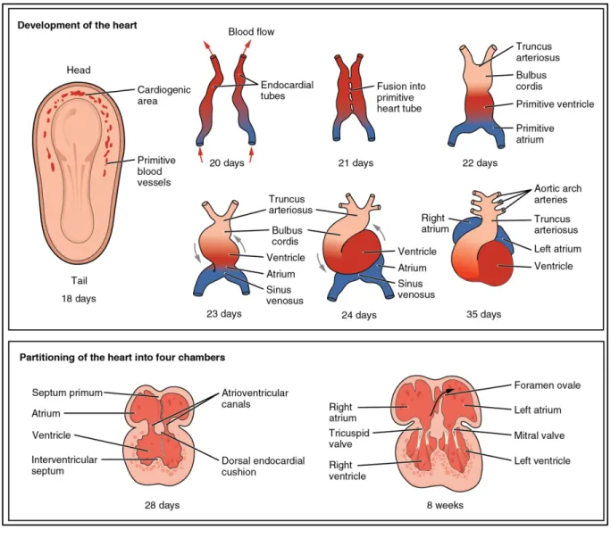 Figure 3 – Étapes de développement du cœur durant les premières semaines du développement  embryonnaire