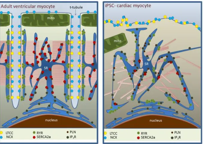 Figure  11  –  Schéma  présentant  les  différences  entre  un  cardiomyocyte  adulte  et  un  cardiomyocyte dérivé de cellule iPSCs 