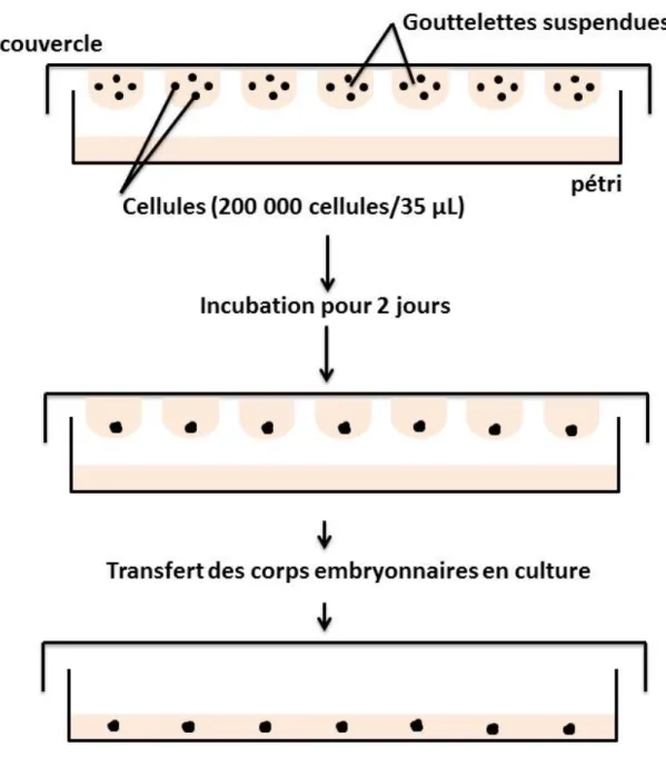 Figure 12 - Méthode de culture en sphéroïdes ou corps embryonnaires 