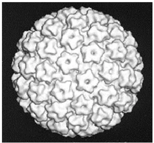 Figure 1.5 Modélisation de la capside du virus du papillome bovin de type 1. 
