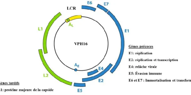 Figure  1.6  Organisation  génomique  du  VPH16  et  fonctions  principales  des  cadres de lecture