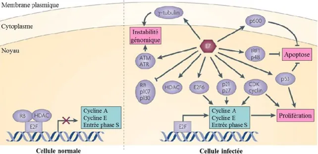 Figure 1.8 Fonctions de l’oncoprotéine E7 des VPHs-HR. L’association de E7 