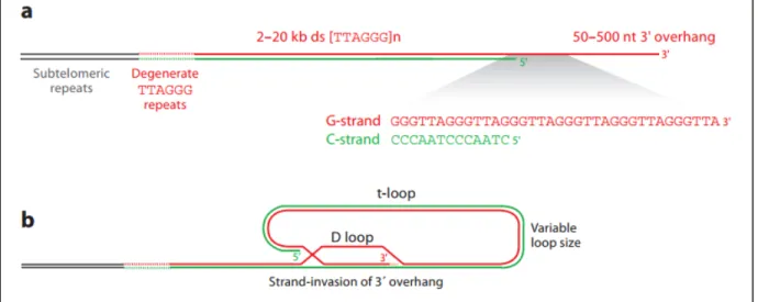 Figure 1 : Structure de l’ADN télomérique.  