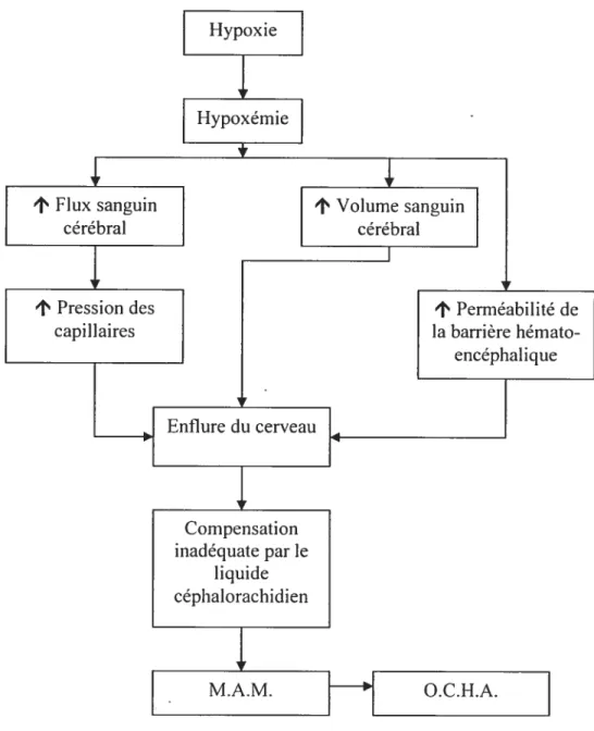 Figure 1: Physiopathologie potentielle du M.A.M. et de l’O.C.H.A. Adapté de Basnyat et Murdoch, 2003