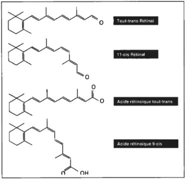 Figure 2. Différentes formes actives de la vitamine A