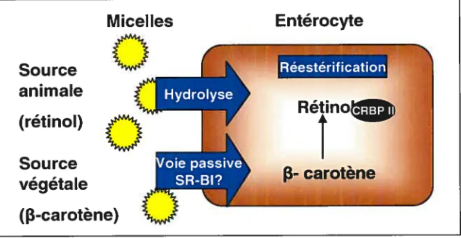 Figure 3. Mécanismes d’absorption de la vitamine A par les entérocytes Entérocyte Micelles Source animale frétinol) Source végétale (13-carotène)