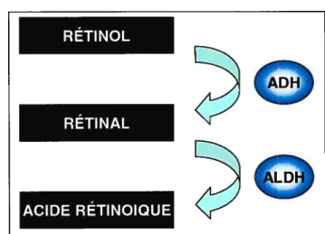 Figure 4. Réduction du rétinol en rétinal dans la cellule par des enzymes spécifiques