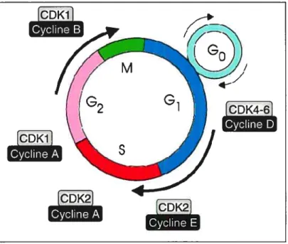Figure 7. Phases du cycle cellulaire